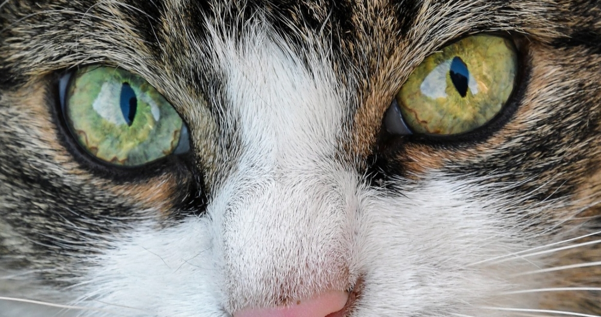 Кошачий глаз фото