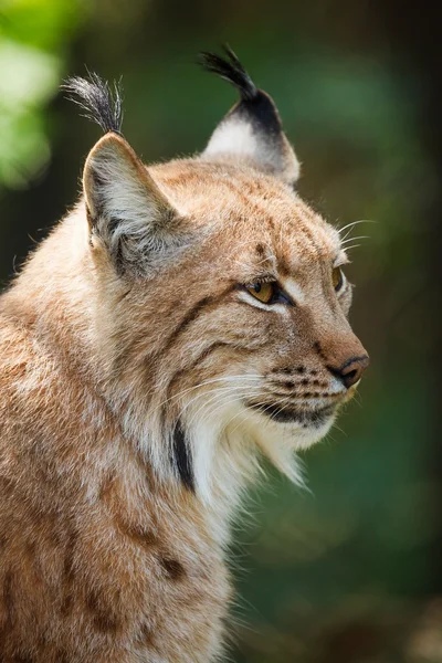 Рысь фото. Lynx lynx