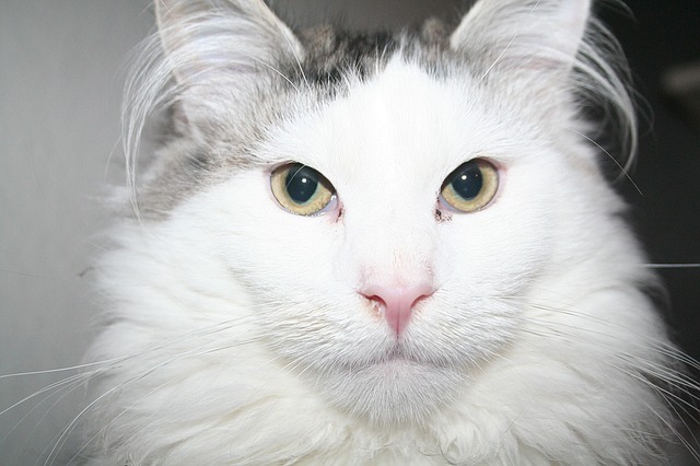 Мейн-кун белая кошка фото
