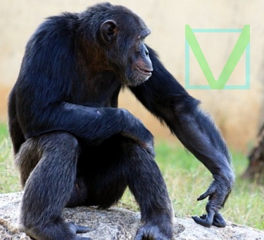 Млекопитающие фото. Шимпанзе