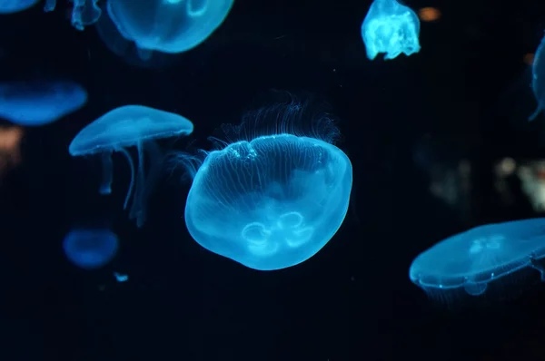 Медуза большого барьерного рифа фото