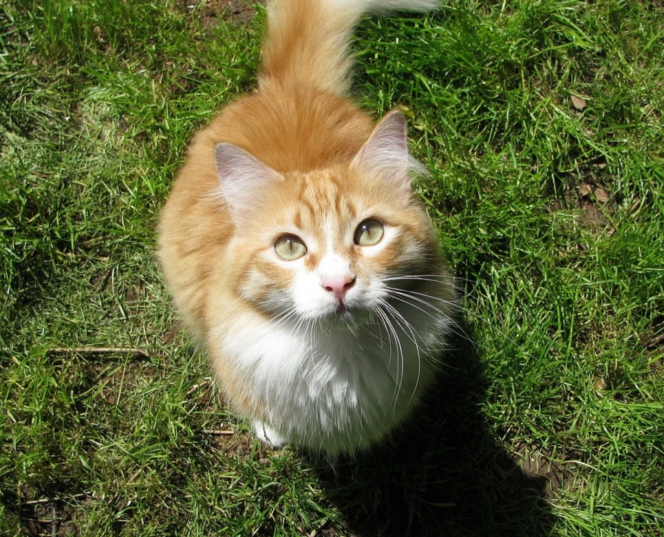 Кошка на траве фото