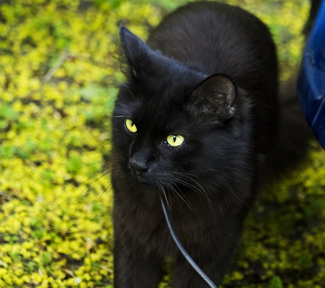 Чёрная кошка на траве фото