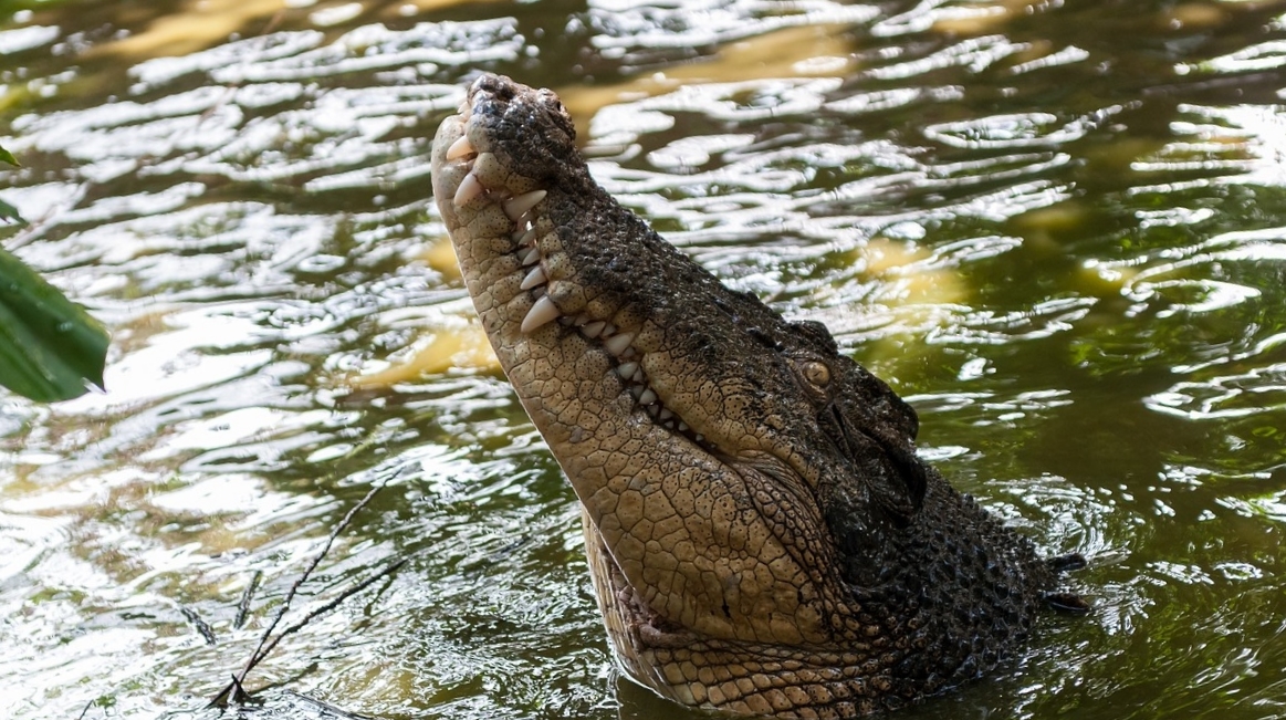 Большой крокодил фото