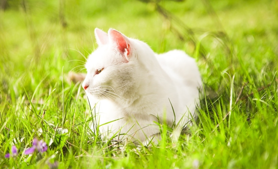 Белая кошка фото