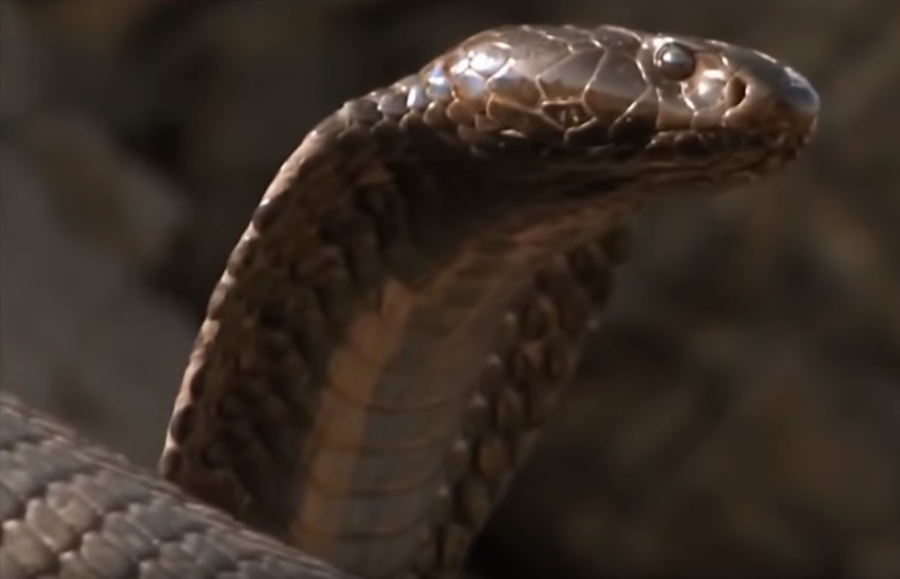 Ошейниковая кобра фото. Hemachatus haemachatus