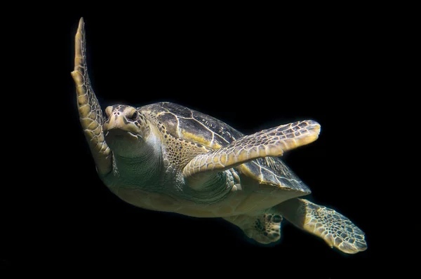 Зеленая морская черепаха фото