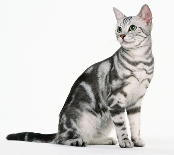 Азиатские табби кошка фото