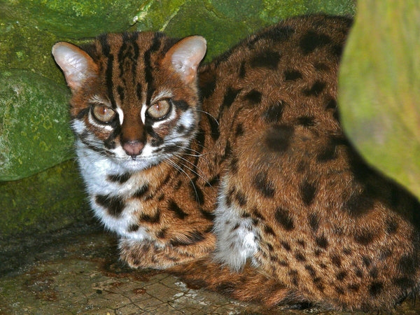 Дикий леопардовый кот фото