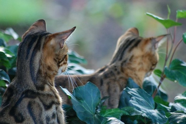 Бенгальские кошки фото
