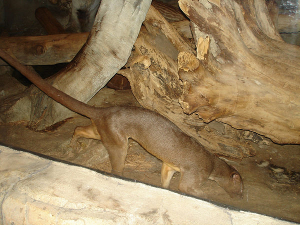 Мадагаскарский хищник фото