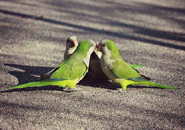 Говорящие попугаи фото