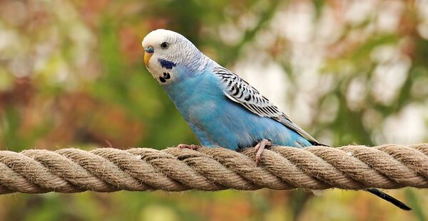 Волнистый попугайчик синий фото