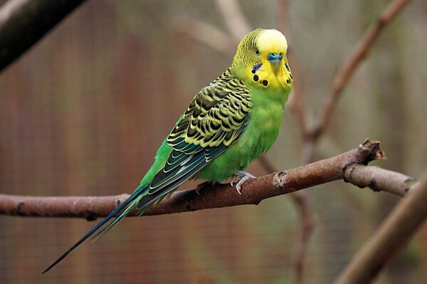 Волнистый попугайчик зеленый фото