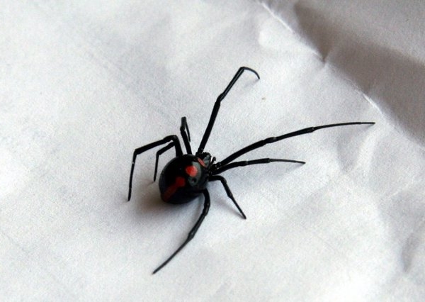 Ядовитый паук каракурт фото