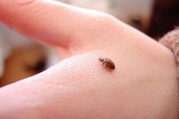 Клопы. Heteroptera Клопы фото. Heteroptera