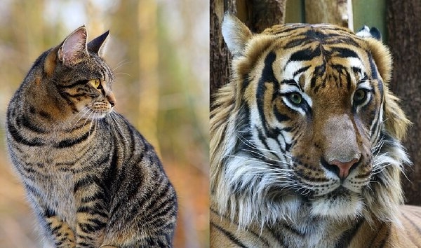 Кошачьи. Тигр фото