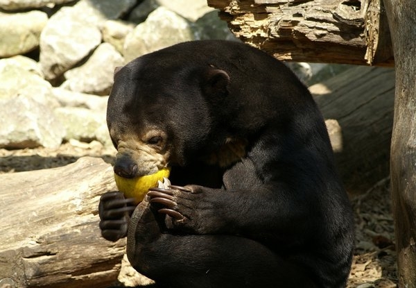 Малайский медведь ест фото