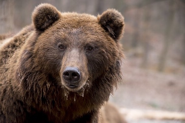 Фото бурого медведя