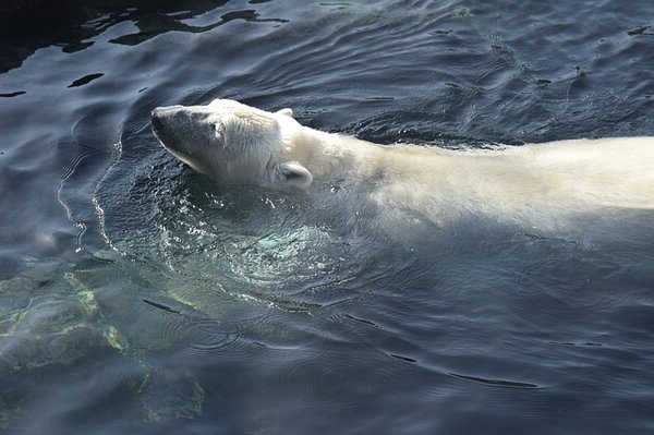 Фото белого медведя