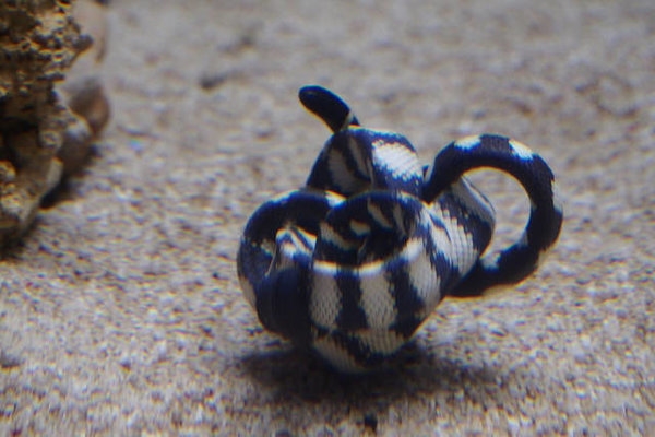 Морские змеи в воде фото