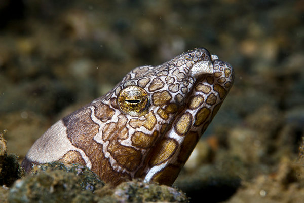 Голова морской змеи фото