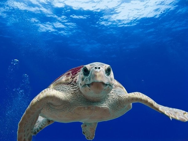 Морская черепаха фото