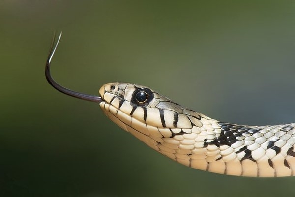 Голова змеи рептилии фото