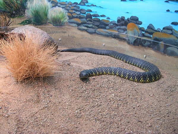 Тайпан Маккоя змея фото. Oxyuranus microlepidotus