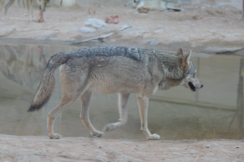 Аравийский волк фото