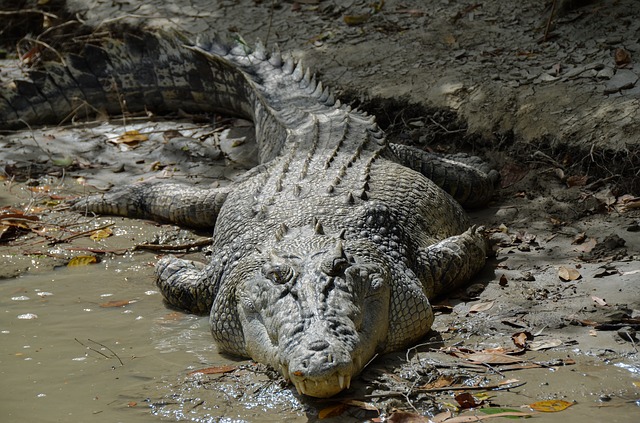 Настоящие крокодилы фото