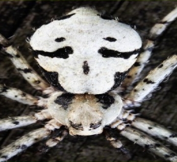 Филодромус жемчужный фото