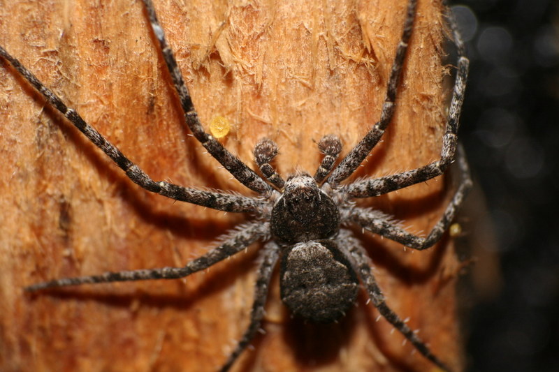 Фото крабового паука