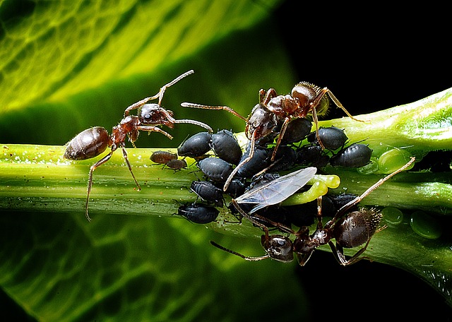Тли и муравьи фото