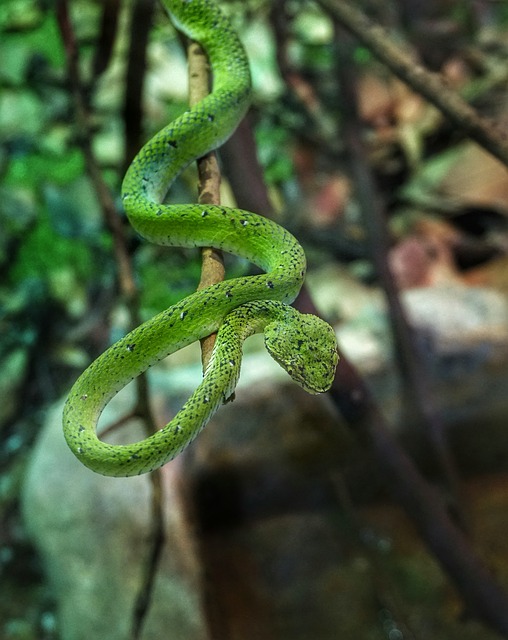 Ямкоголовые змеи фото