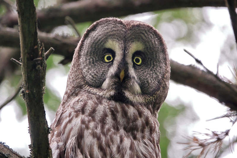 Бородатая неясыть сидит на дереве Бородатая неясыть смотрит фото