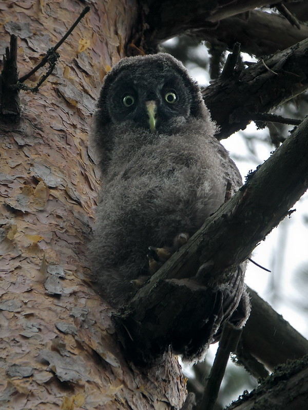 Бородатая неясыть птенец Бородатая неясыть птенец фото
