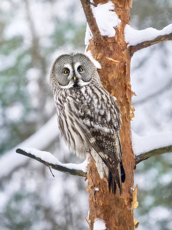 Бородатая неясыть сидит на дереве Бородатая неясыть сидит на дереве фото