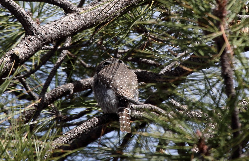 Калифорнийский воробьиный сыч-гном на дереве фото