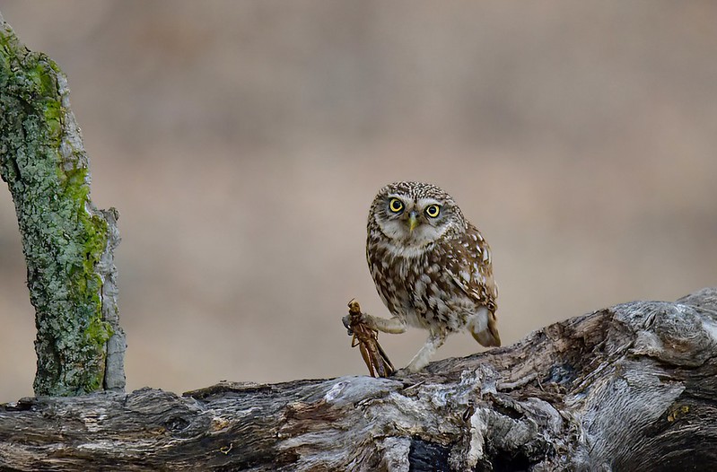 Домовый сыч с добычей фото
