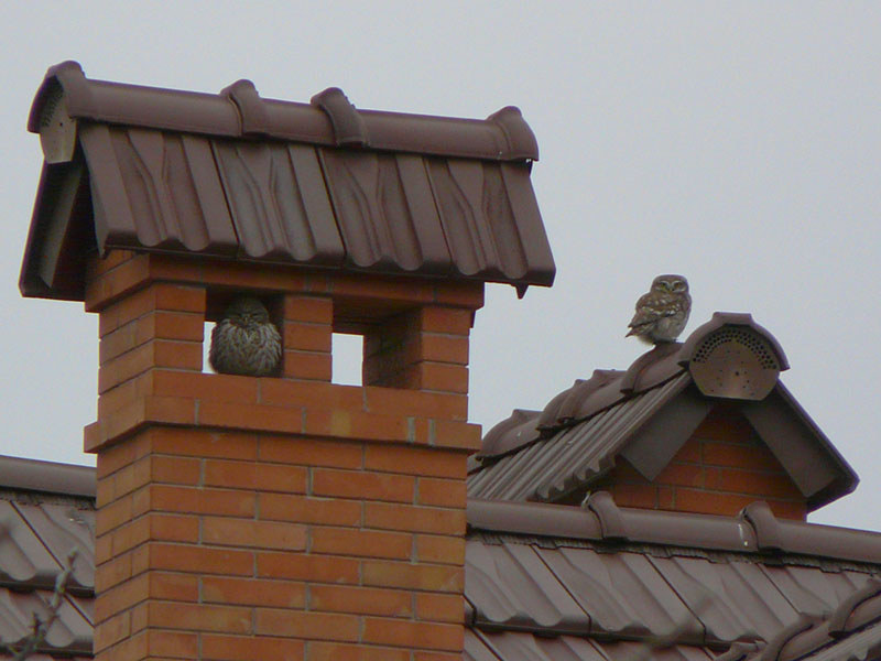 Домовый сыч на доме фото