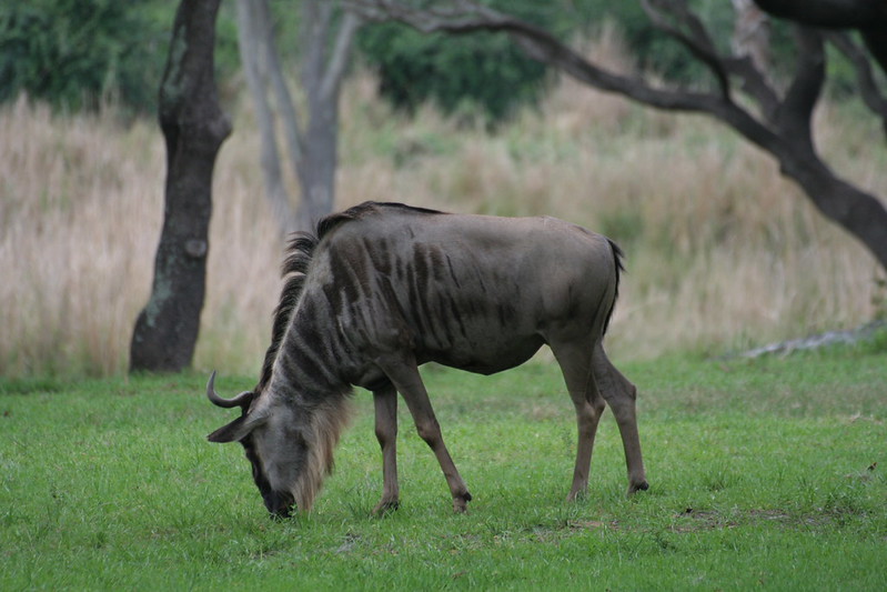 Чем питается антилопа гну фото Чем питается антилопа гну фото