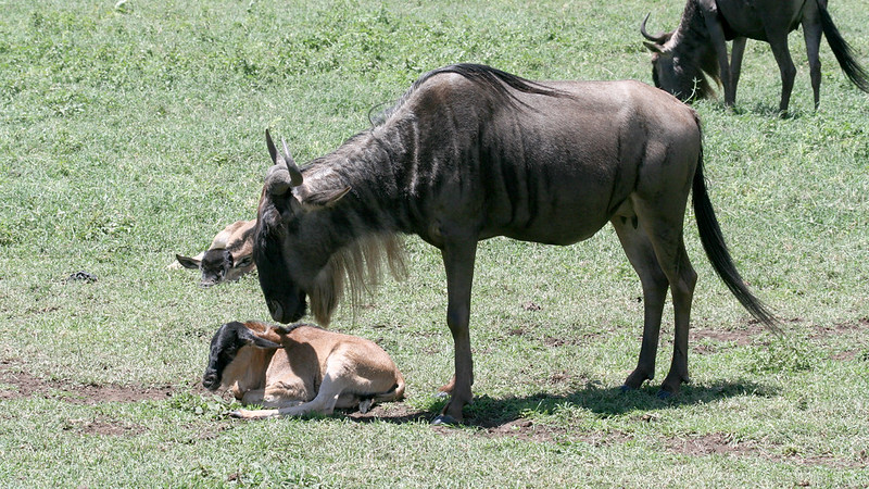 Теленок антилопы гну фото Теленок антилопы гну фото