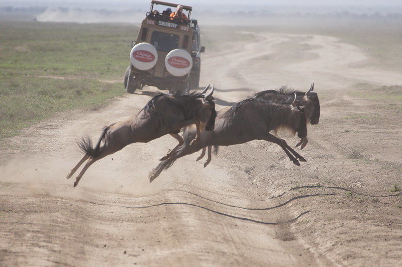 Фото антилопы Фото антилопы