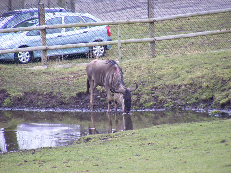 Фото антилопы гну в зоопарке Фото антилопы гну в зоопарке