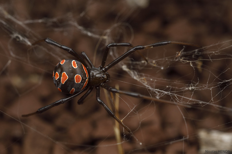 Каракурт на паутине фото
