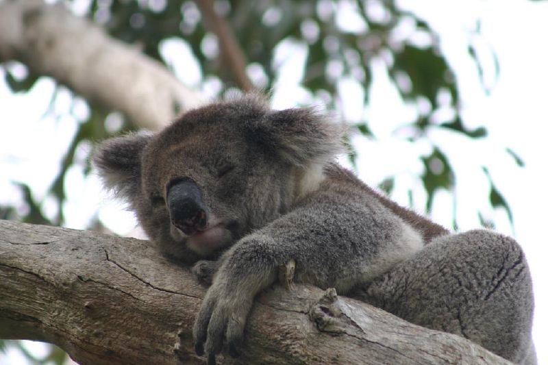 Коала грустная фото Коала грустная фото