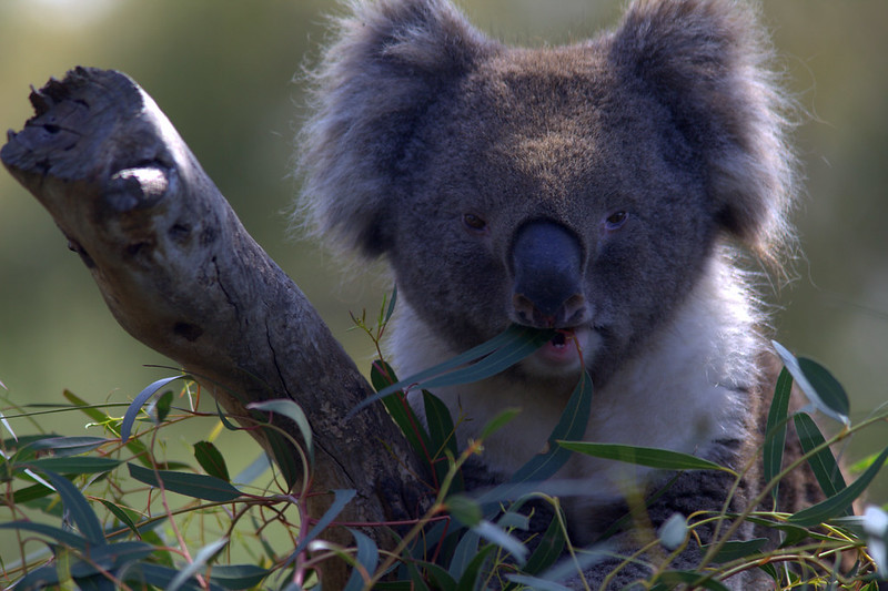 Коала питается фото Коала питается фото