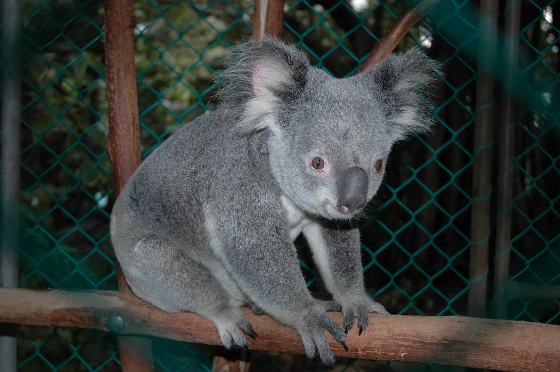 Коала в зоопарке фото Коала в зоопарке фото
