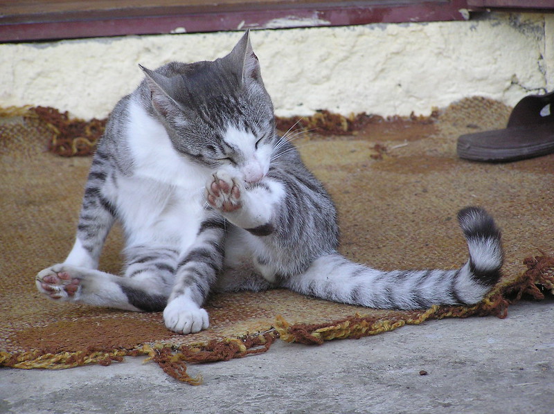 Кошка вылизывается фото Кошка вылизывается фото